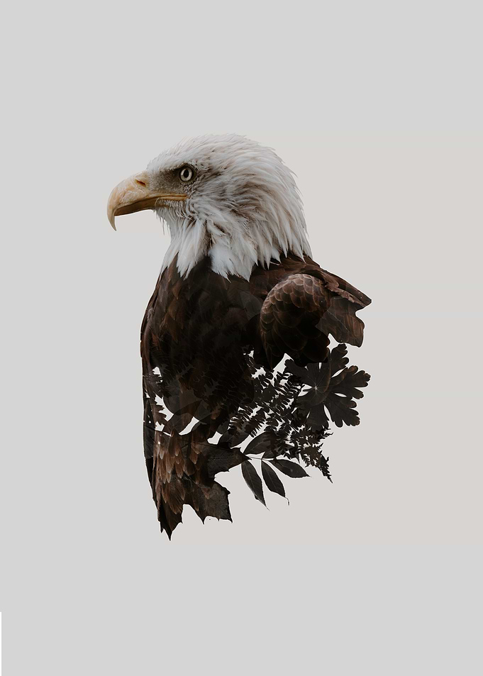 Botanical Bald Eagle
