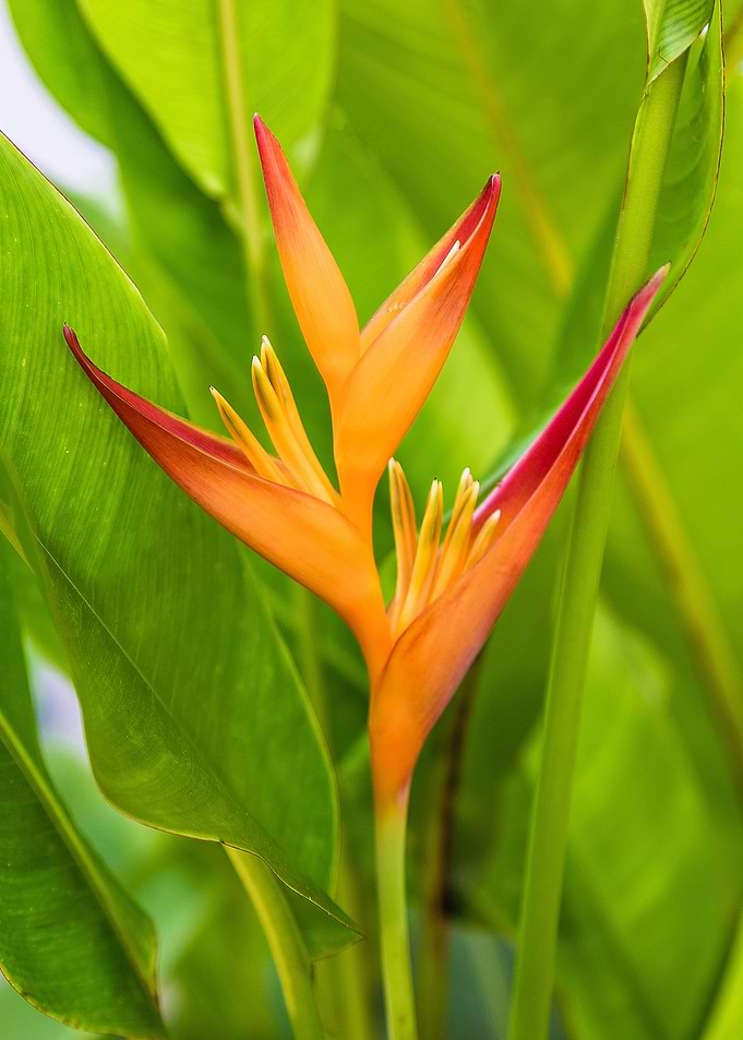 Heliconia Botanical Flower