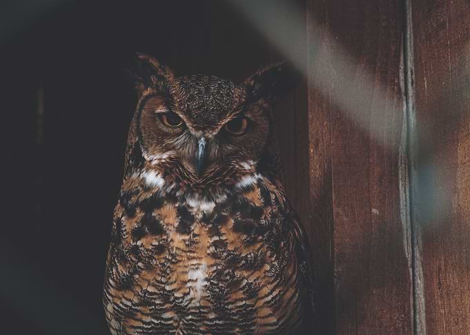 the owl and the old house