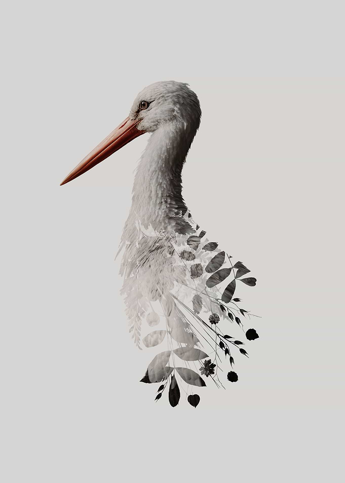 Botanical White Stork