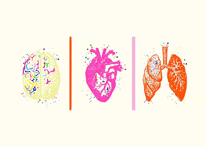 Human Brain Heart Lungs
