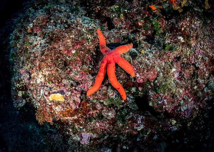 Her Majesty A Starfish