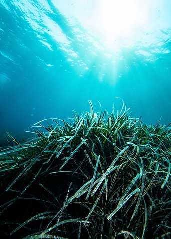 Underwater Meadow