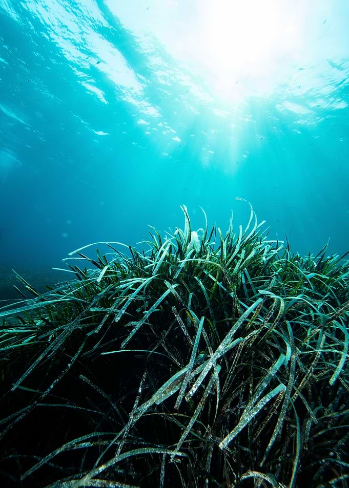 Underwater Meadow