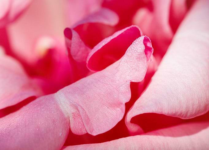 Macro of a rose