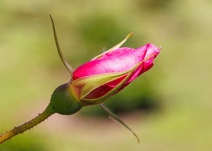 Macro of a rose