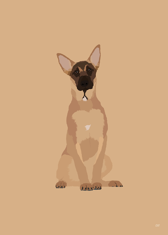 Belgian Malinois Dog