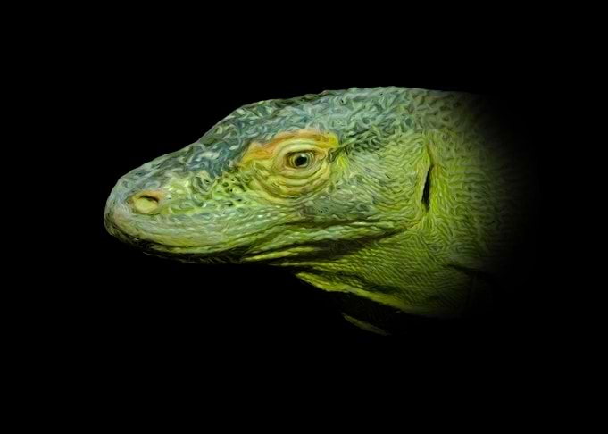 Komodo dragon