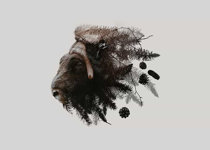Botanical Muskox