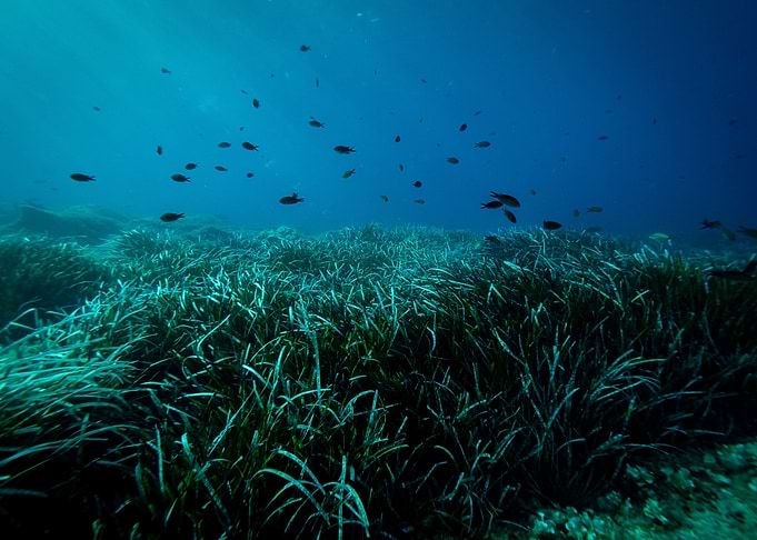 Underwater Meadow