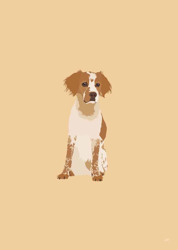 Brittany Dog Illustration