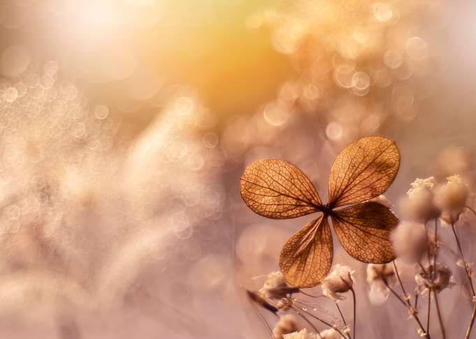 Autumn impression