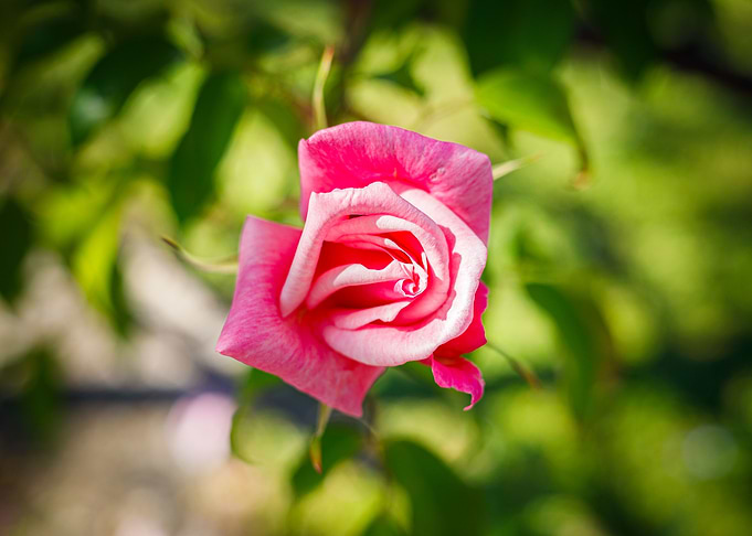 Macro of a rose