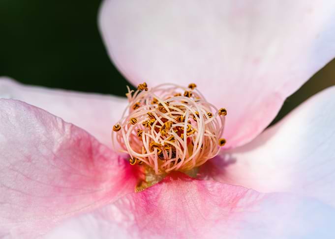 Macro of a rose
