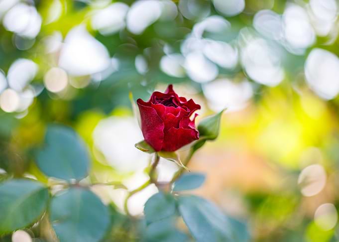Macro of a rose