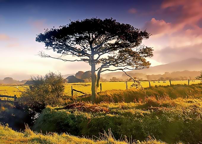 wild nature