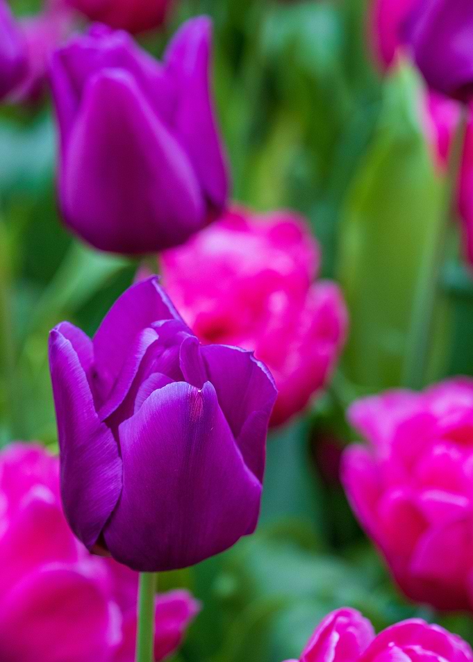 Purple Tulip