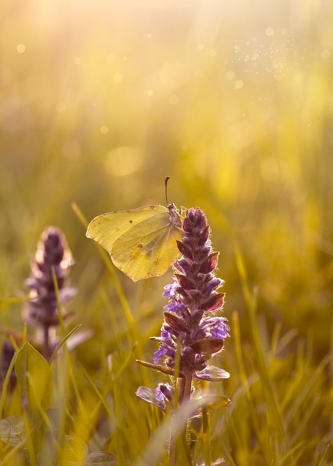 Spring yellow butterfly