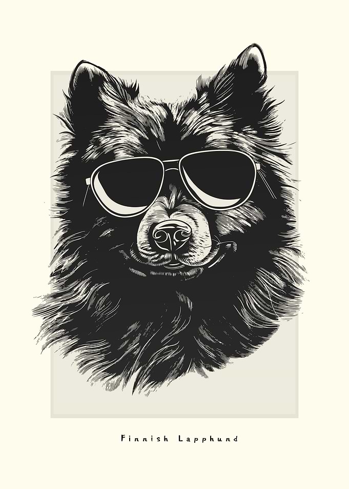Finnish Lapphund Sketch