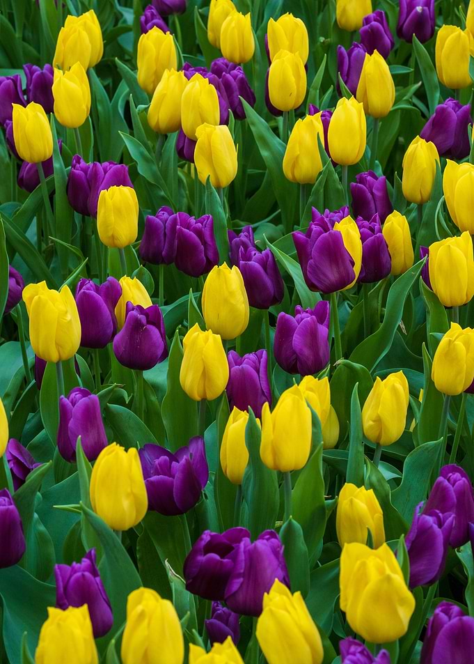 Tulips