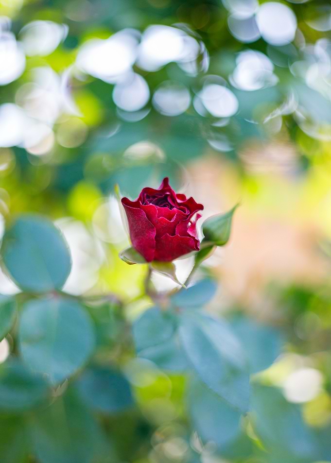 Macro of a rose