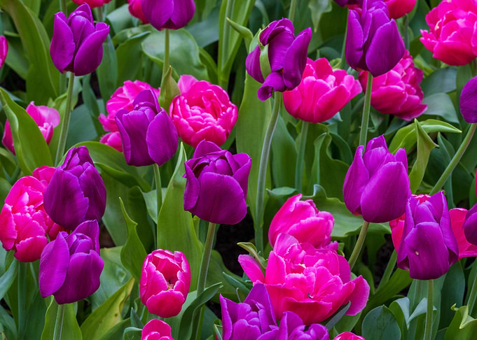 Purple and Pink