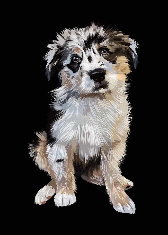 Australian shepherd dog