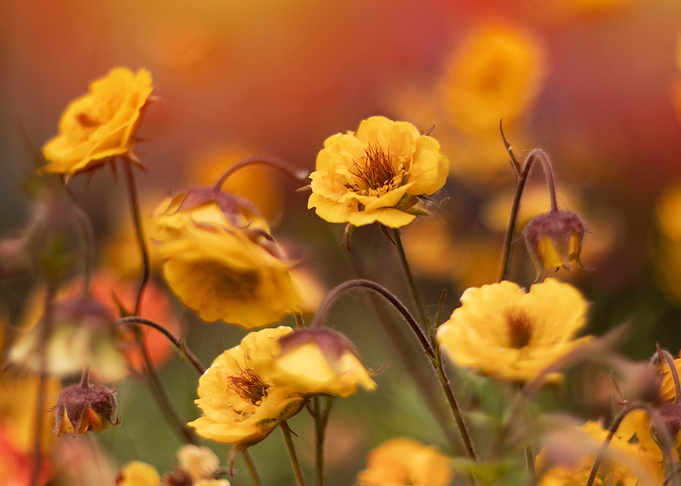 Spring flowers