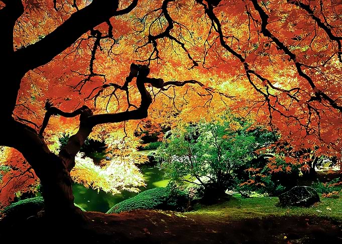 nature view