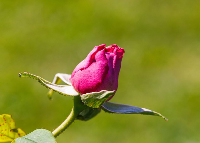 Macro of a rose
