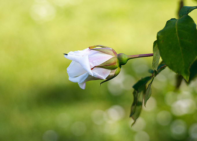 Macro of a rose