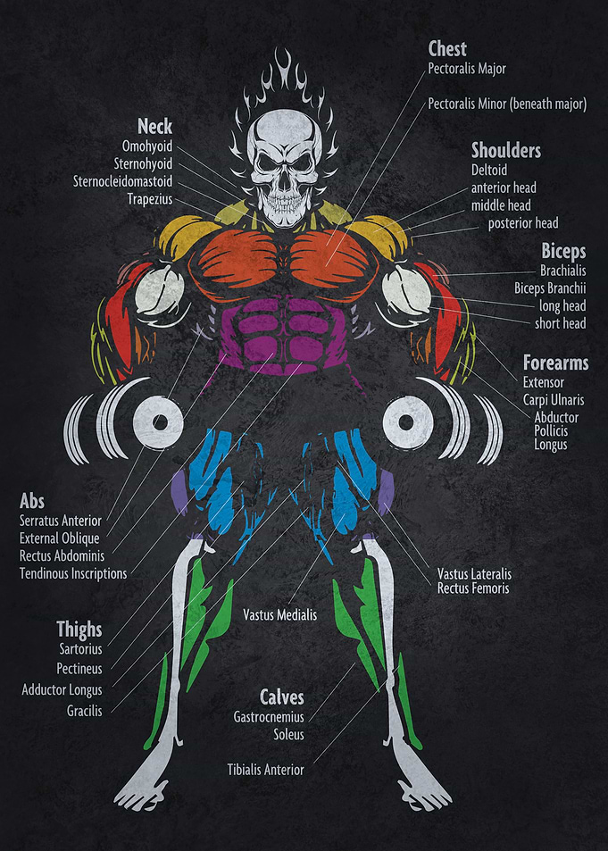 Muscle Diagram Anatomy