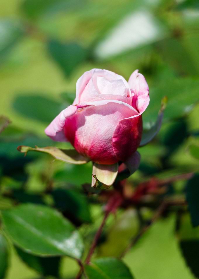 Macro of a rose