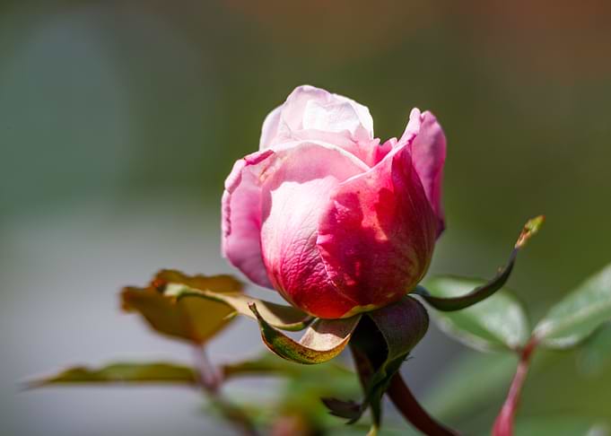Macro of a rose
