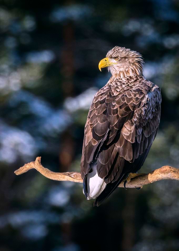 Eagle in the sun
