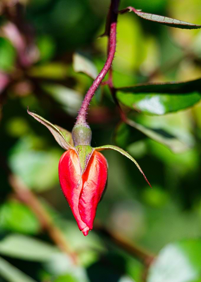 Macro of a rose