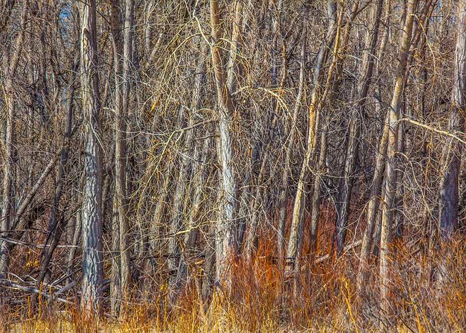 Denver Woodland