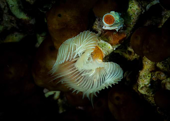 White Tube Worm Underwater
