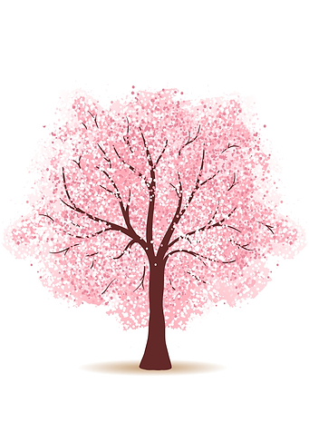 Cherry blossom