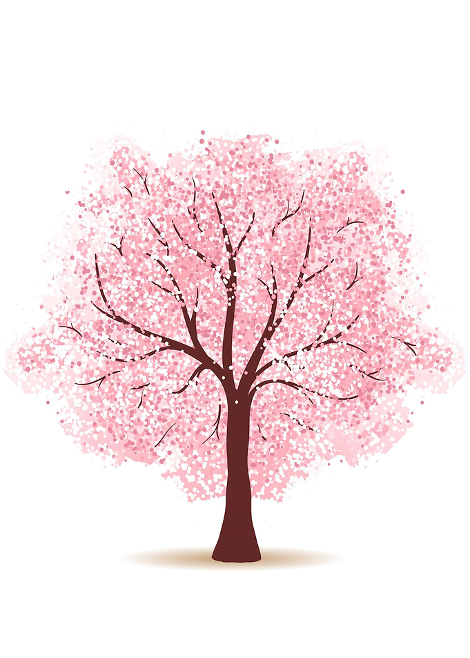 Cherry blossom