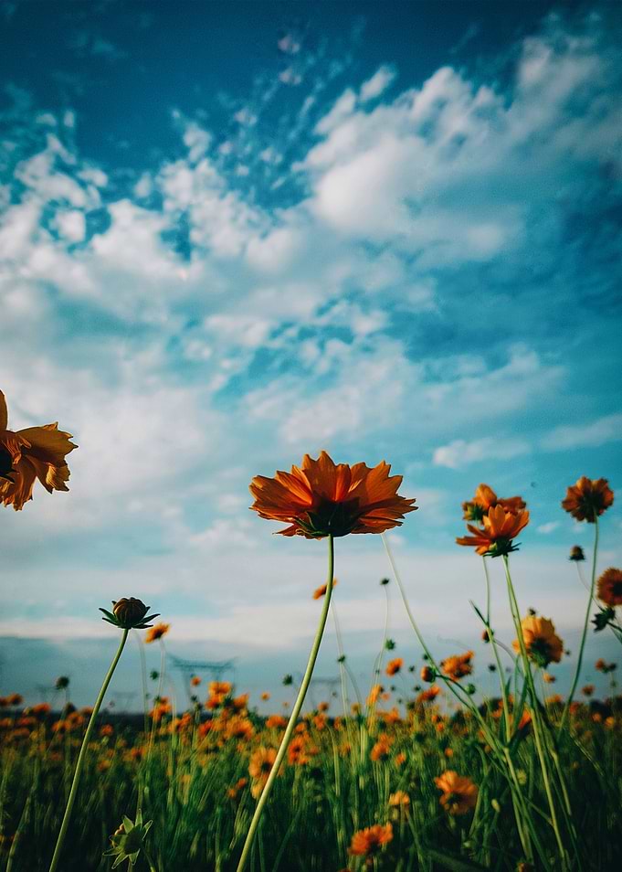 gerbera garden