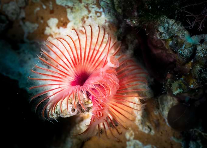 Red Tube Worm Underwater