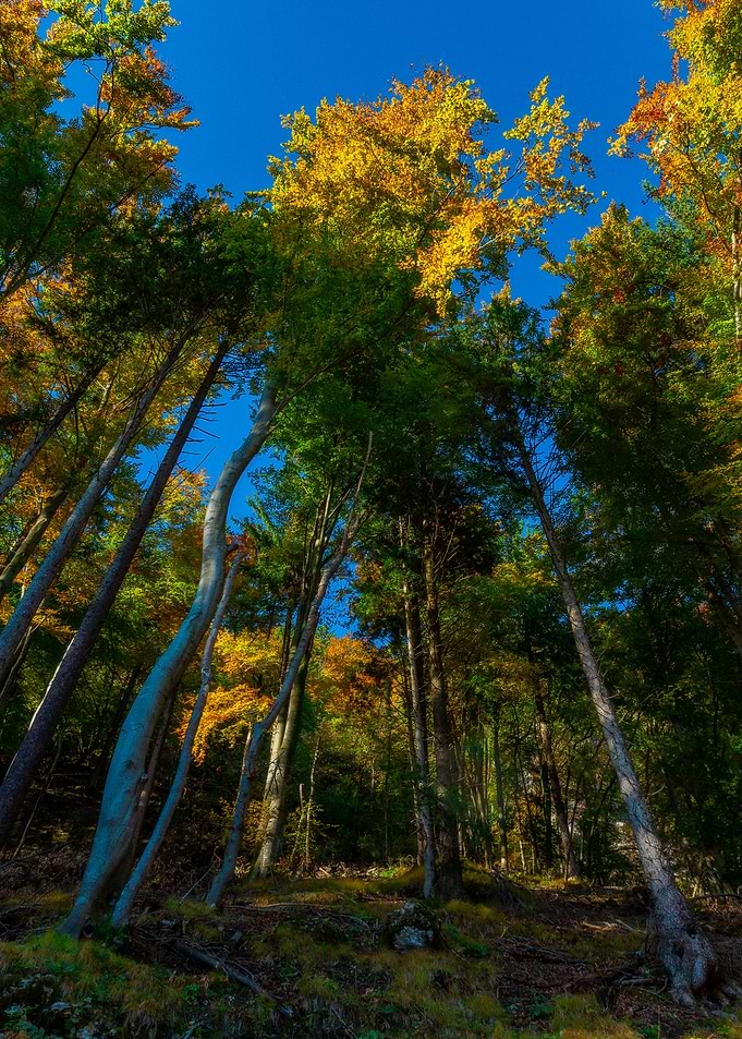 Colorful forest
