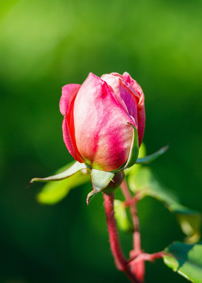 Macro of a rose