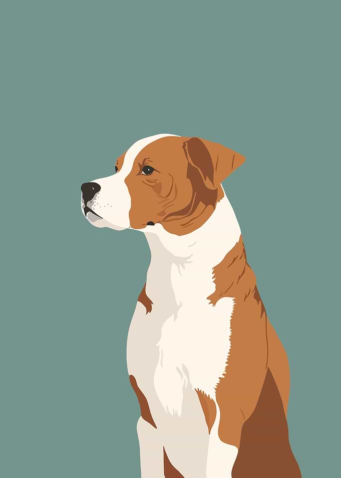 Portraits of dogs