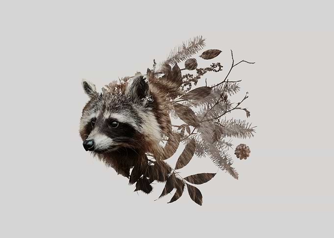 Botanical Raccoon