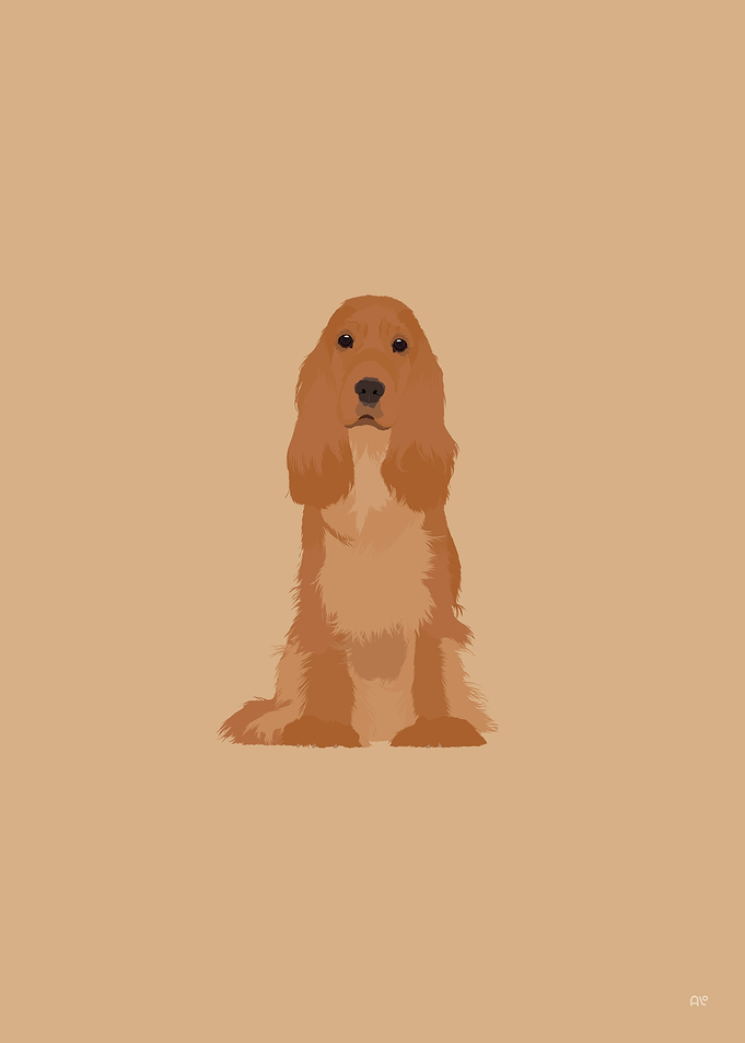English Cocker Spaniel Dog