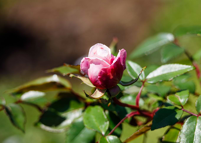 Macro of a rose
