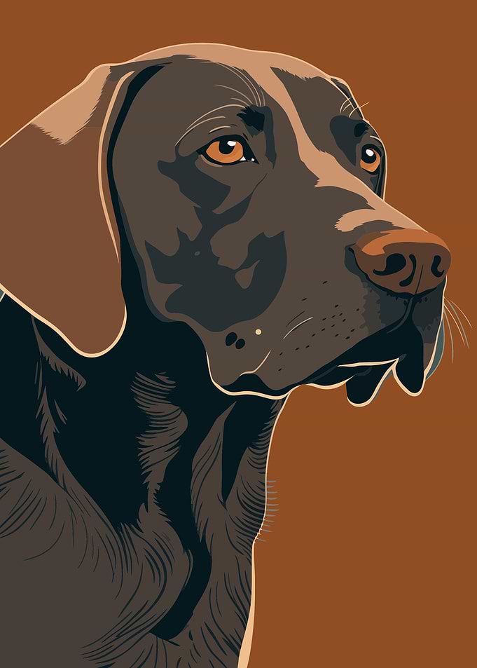Portraits of dogs