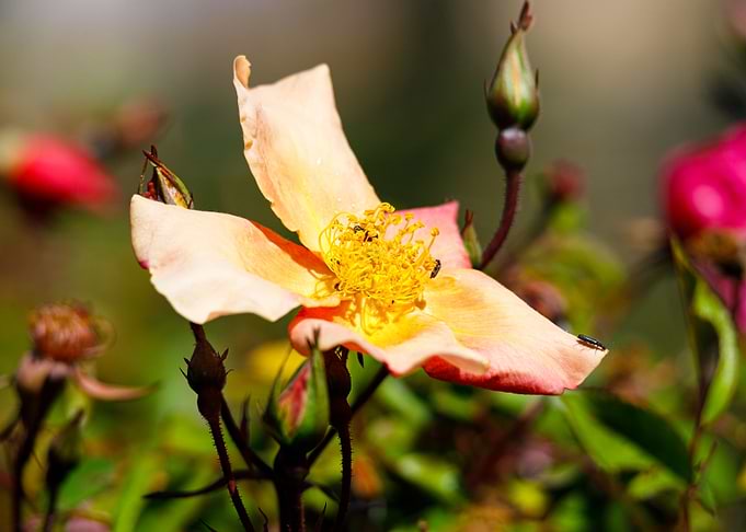 Macro of a rose